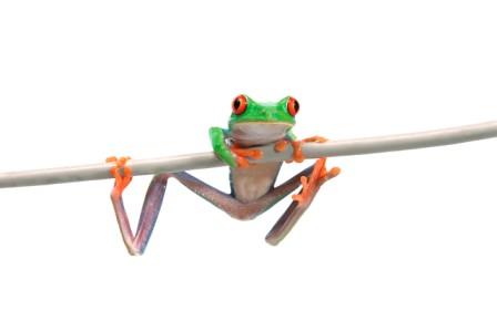 sharon's frogs